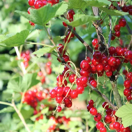 Apartmán Cosy In Near Baltic Sea Pepelow