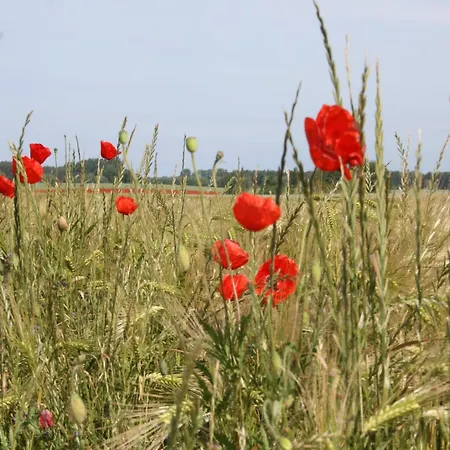 Cosy In Near Baltic Sea Apartmán Pepelow