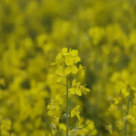 Apartmán Cosy In Near Baltic Sea Pepelow