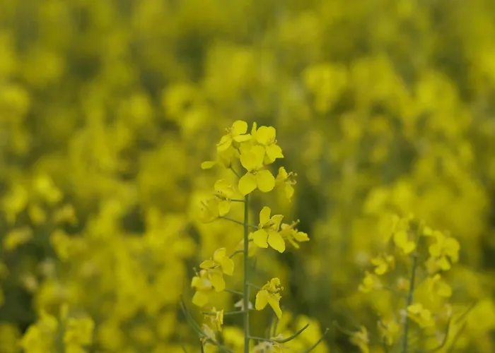 Cosy In Near Baltic Sea