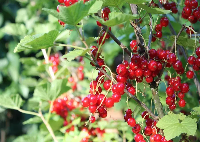 Апартаменты Cosy In Near Baltic Sea Pepelow