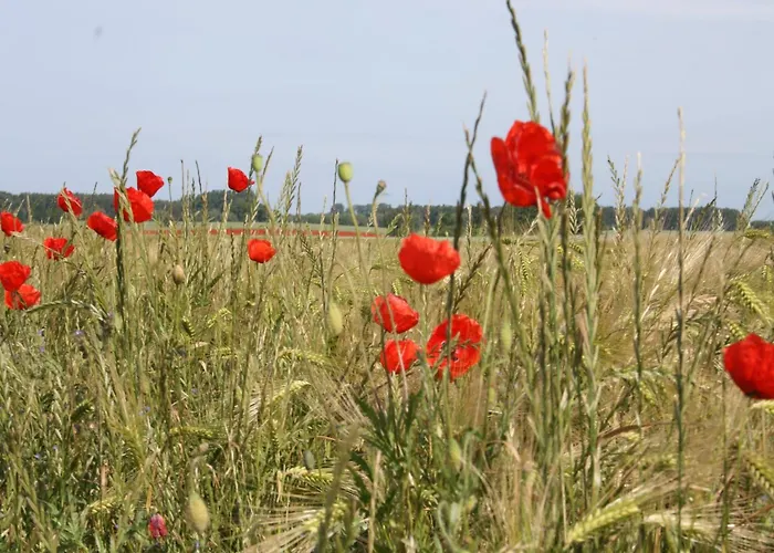 Cosy In Near Baltic Sea Апартаменты Pepelow
