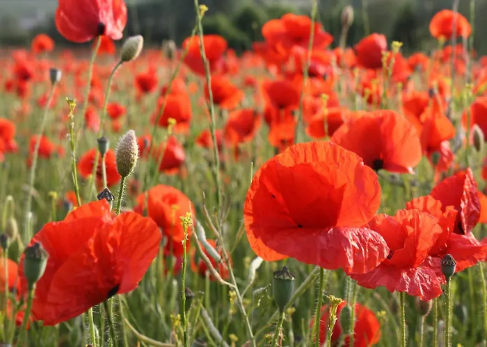 Апартаменты Cosy In Near Baltic Sea *