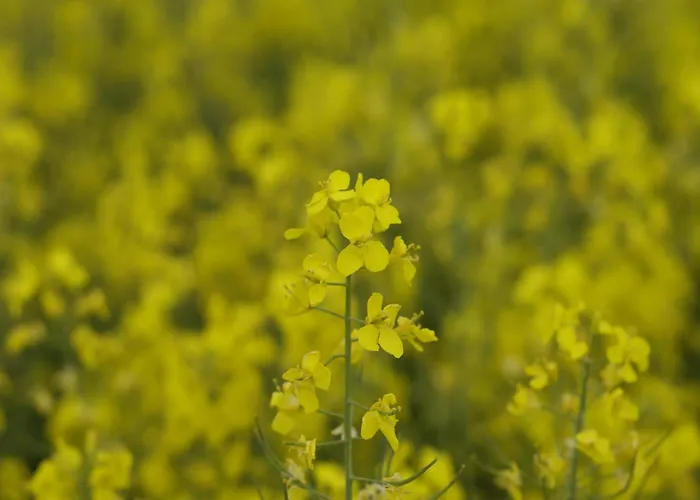 Апартаменты Cosy In Near Baltic Sea Pepelow